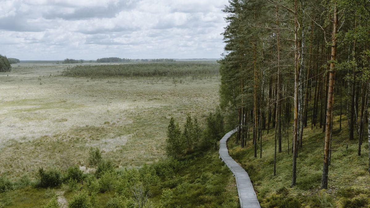 Scenic view of a wooden pathway through lush marshlands in Alytus County, Lithuania during summer.